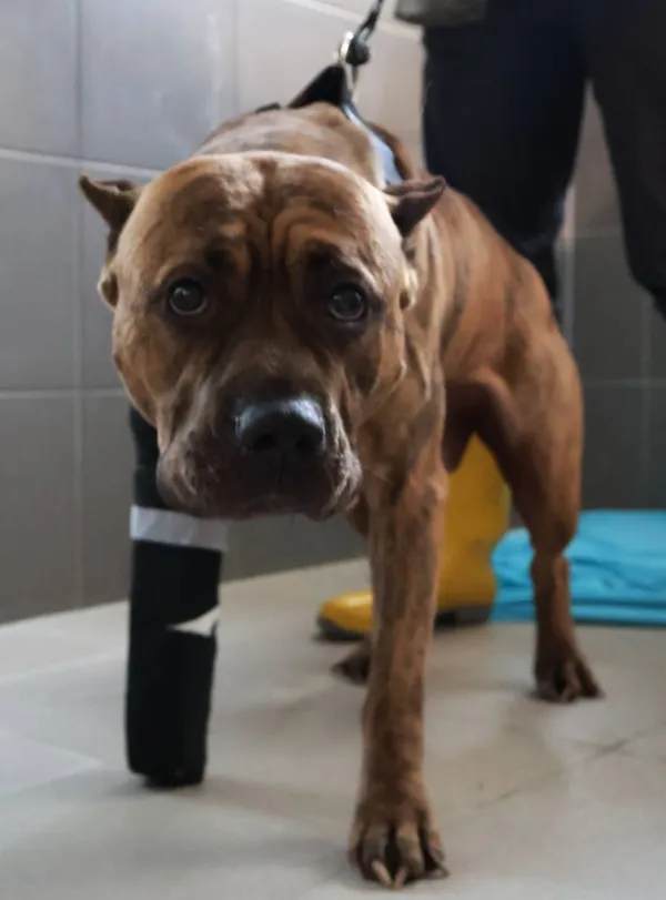 Znaleziono psa, Łódź, 13 września 2025 (2/3)