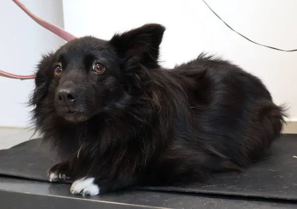 Znaleziono psa, Łódź, 13 września 2025 (3/3)