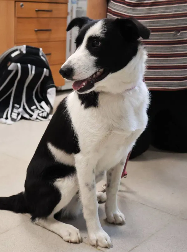 Znaleziono psa, Łódź, 13 września 2025 (2/5)