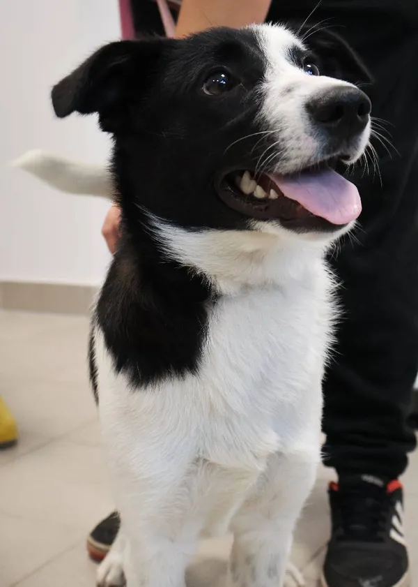 Znaleziono psa, Łódź, 13 września 2025 (4/5)