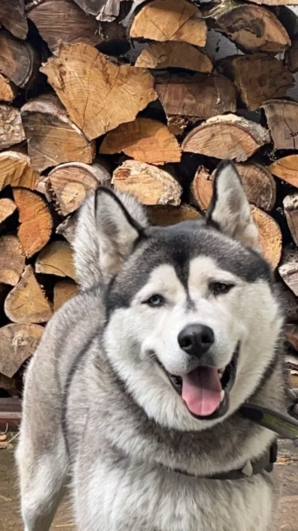 Zaginął pies, Łódź, 14 września 2025