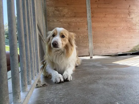 Pies do adopcji, Kraków, 30 sierpnia 2025