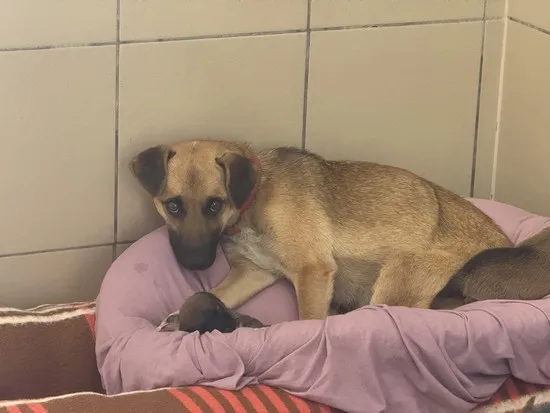 Pies do adopcji, Kraków, 30 sierpnia 2025