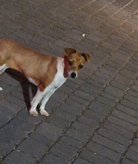 Znaleziono psa, Dąbrówka, 15 września 2025