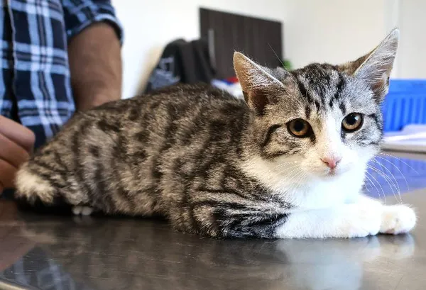 Znaleziono kota, Łódź, 14 września 2025 (1/2)