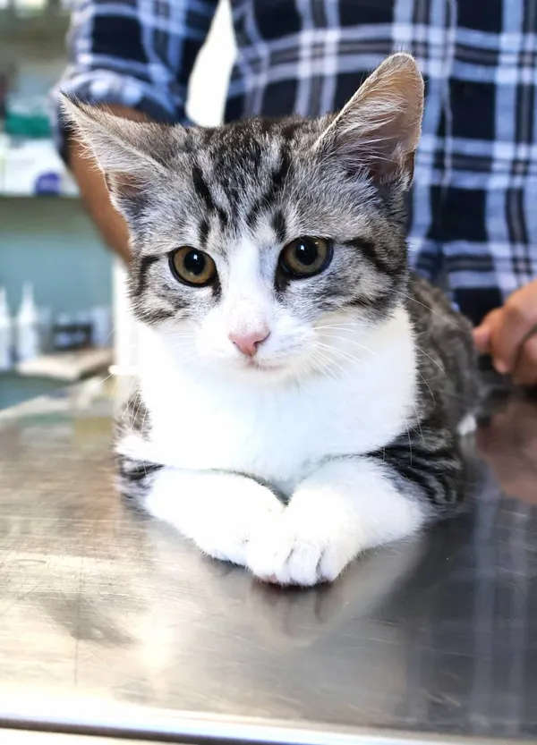 Znaleziono kota, Łódź, 14 września 2025 (2/2)