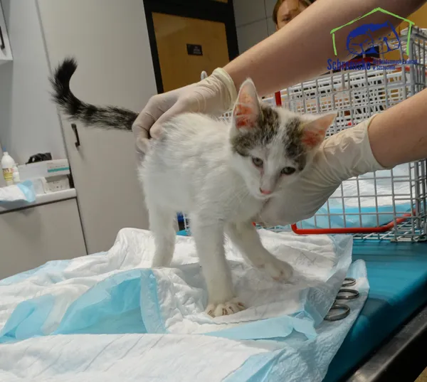 Znaleziono kota, Szczecin, 14 września 2025