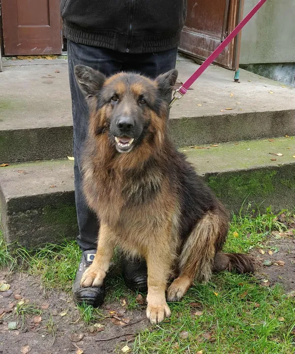 Pies do adopcji, Włocławek, 15 września 2025 (1/3)