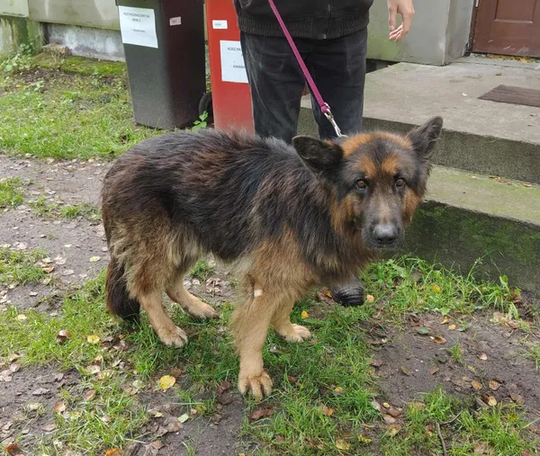 Pies do adopcji, Włocławek, 15 września 2025 (2/3)