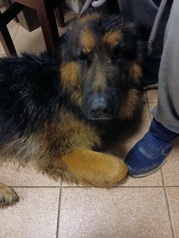 Pies do adopcji, Włocławek, 15 września 2025 (3/3)