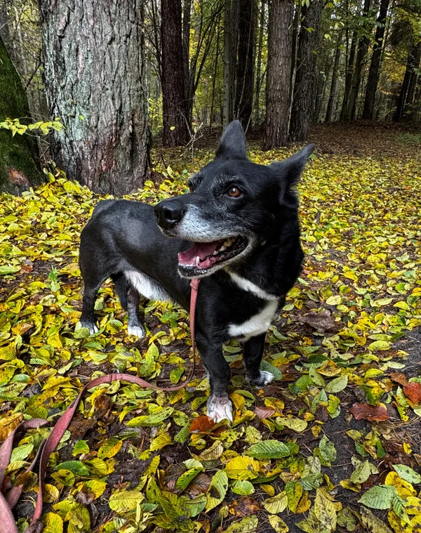 Znaleziono psa, Olsztyn, 13 września 2025 (1/5)