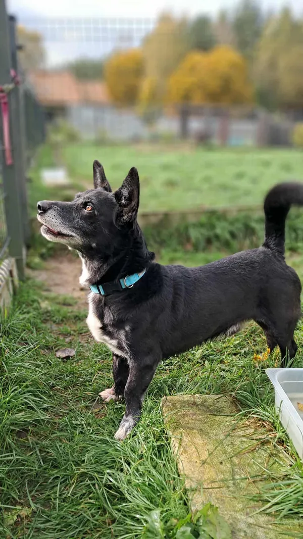 Znaleziono psa, Olsztyn, 13 września 2025 (5/5)