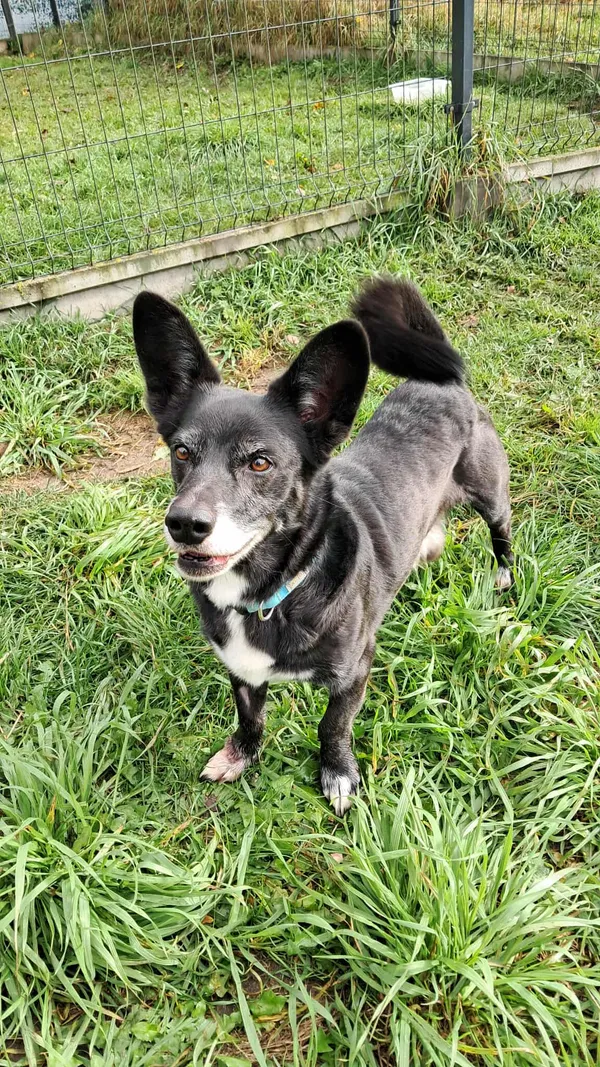 Znaleziono psa, Olsztyn, 13 września 2025 (2/5)