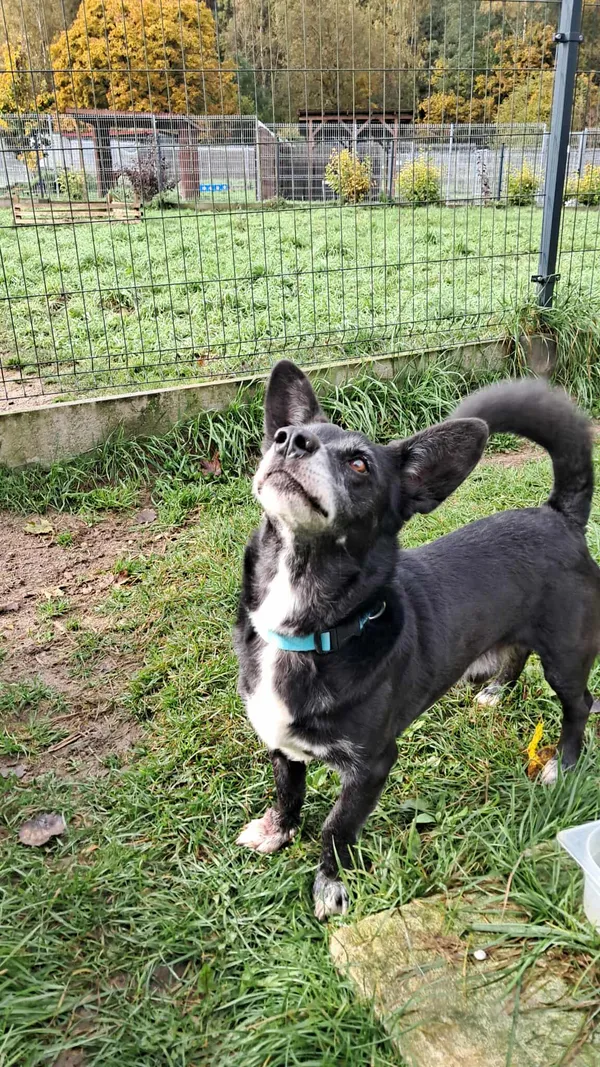 Znaleziono psa, Olsztyn, 13 września 2025 (3/5)