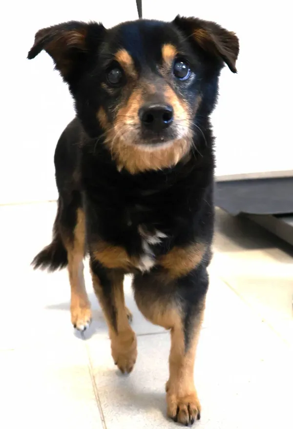 Znaleziono psa, Łódź, 14 września 2025 (2/2)