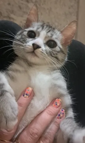 Zaginął kot, Łódź, 15 września 2025