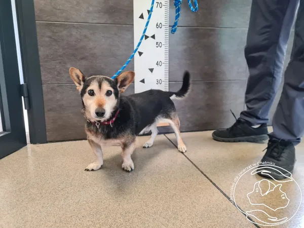 Znaleziono psa, Chełmek, 15 września 2025