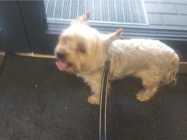 Znaleziono psa, Bydgoszcz, 13 września 2025