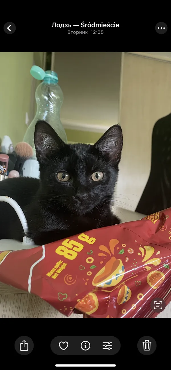 Zaginął kot, Łódź, 15 września 2025