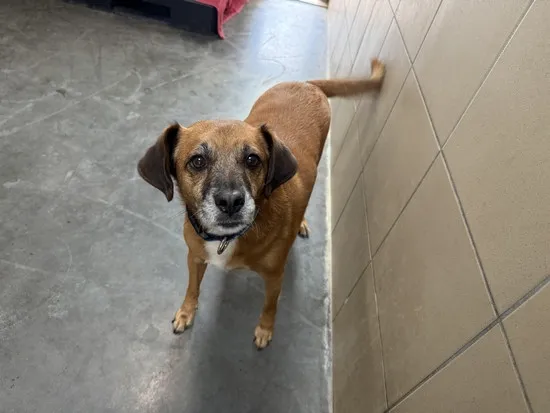 Pies do adopcji, Kraków, 1 września 2025