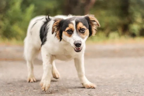 Pies do adopcji, Nowodwór, 15 września 2025 (3/5)