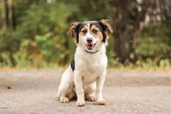 Pies do adopcji, Nowodwór, 15 września 2025 (4/5)