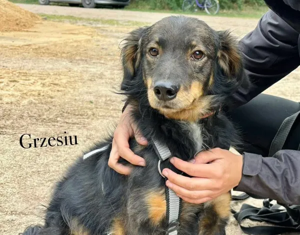 Pies do adopcji, Przyborówko, 15 września 2025 (1/3)