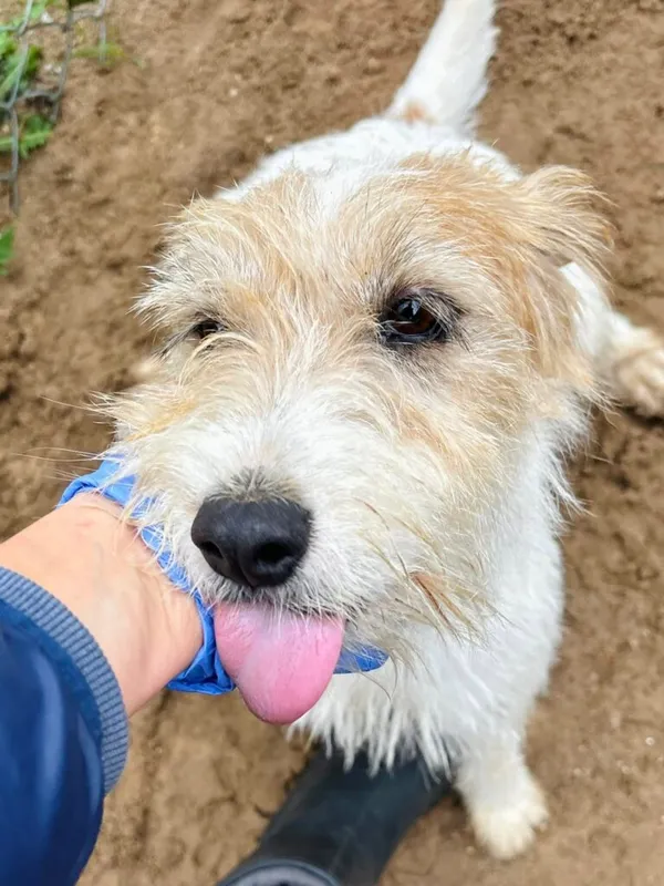 Pies do adopcji, Przyborówko, 15 września 2025 (1/3)