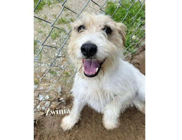 Pies do adopcji, Przyborówko, 15 września 2025 (3/3)