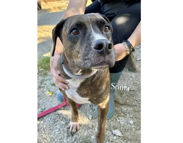 Pies do adopcji, Przyborówko, 15 września 2025 (3/3)