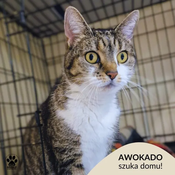 Kot do adopcji, Gdynia, 16 września 2025 (1/4)