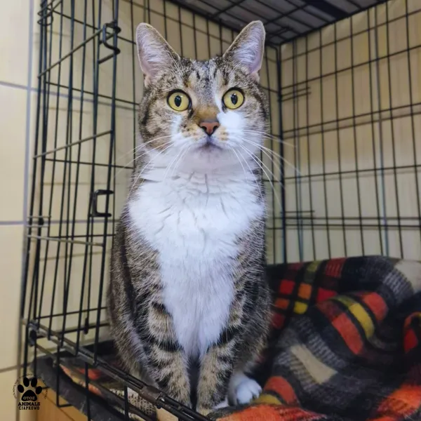 Kot do adopcji, Gdynia, 16 września 2025 (3/4)