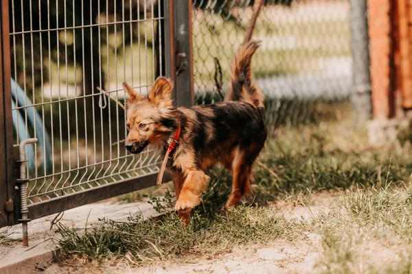 Pies do adopcji, Czartki, 16 września 2025 (2/5)