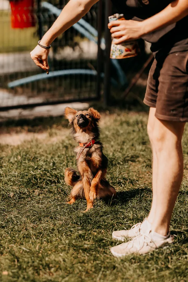 Pies do adopcji, Czartki, 16 września 2025 (4/5)