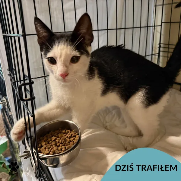 Znaleziono kota, Gdynia, 11 września 2025