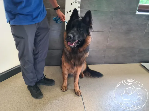 Znaleziono psa, Chełmek, 16 września 2025