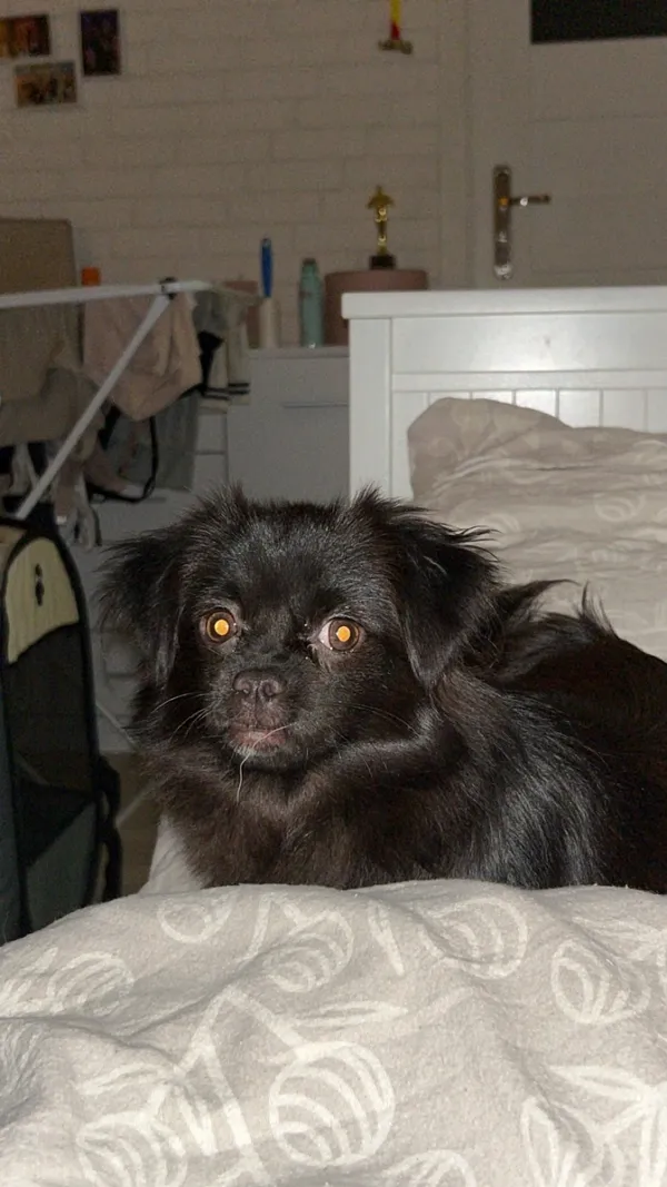 Znaleziono psa, Łódź, 16 września 2025