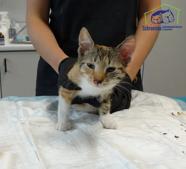 Znaleziono kota, Szczecin, 16 września 2025