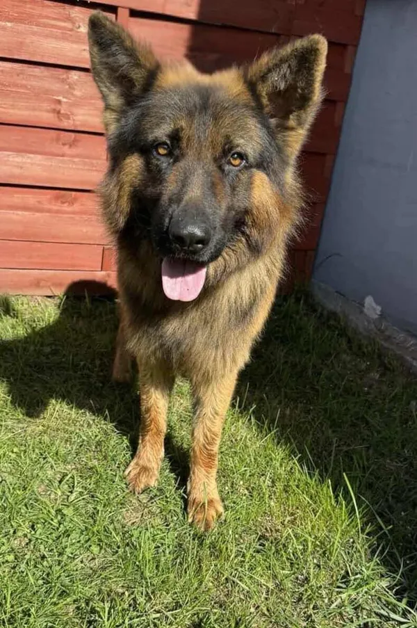 Znaleziono psa, Czartki, 16 września 2025