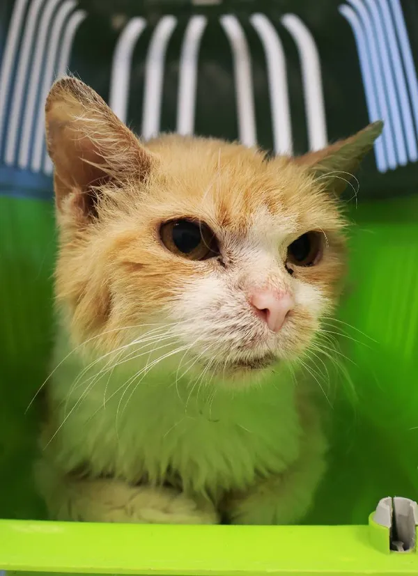 Znaleziono kota, Łódź, 15 września 2025 (1/3)