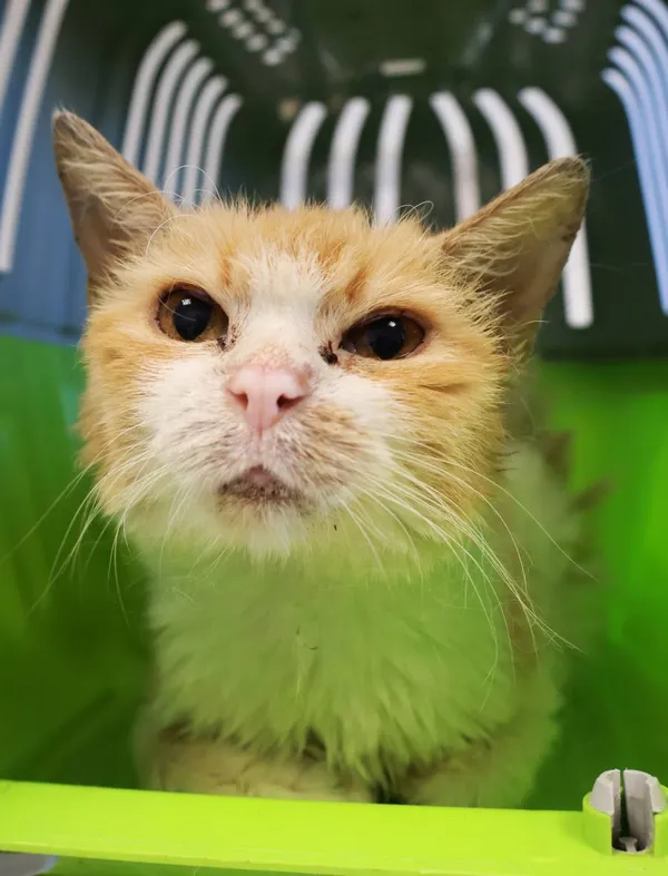 Znaleziono kota, Łódź, 15 września 2025 (2/3)