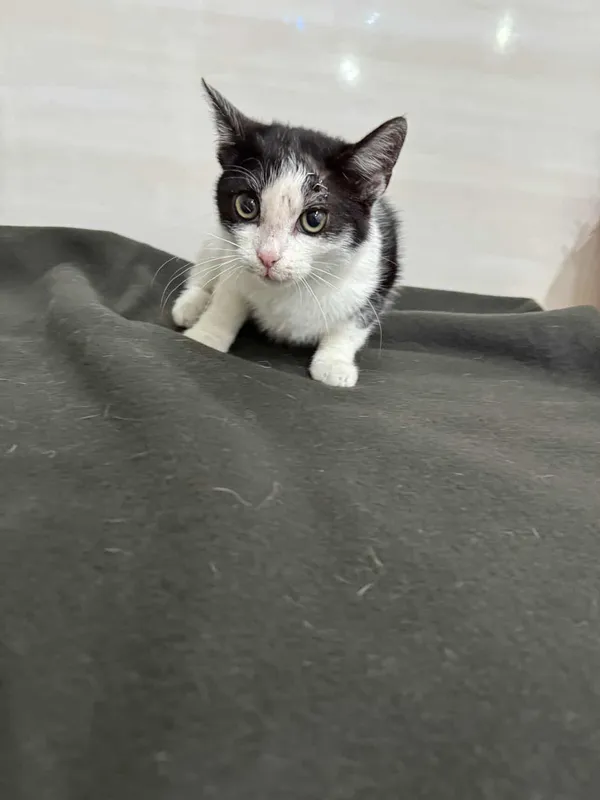 Znaleziono kota, Czartki, 16 września 2025