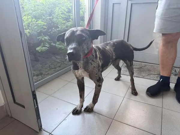 Znaleziono psa, Lublin, 15 września 2025