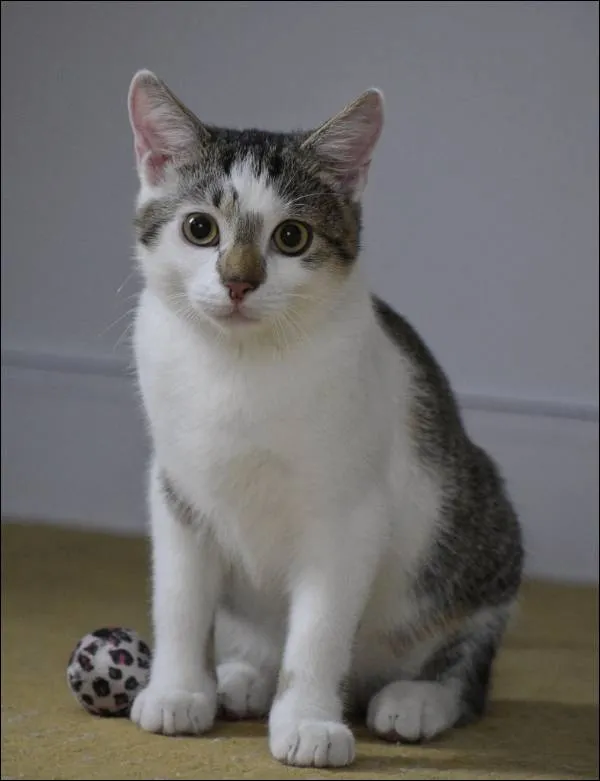 Znaleziono kota, Grudziądz, 4 czerwca 2025