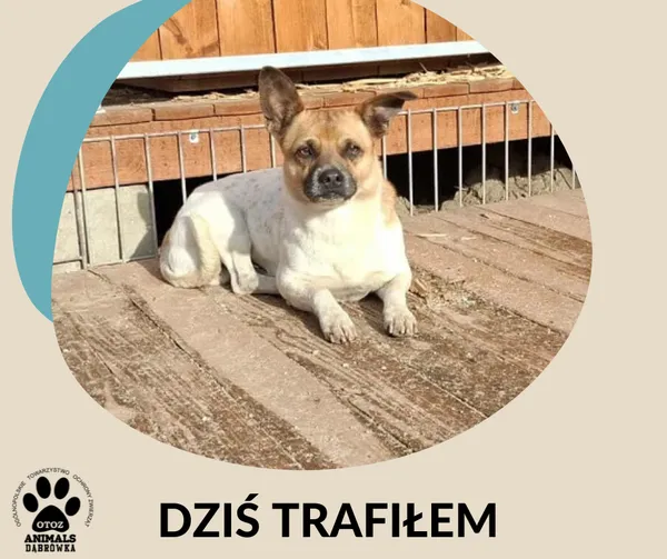 Znaleziono psa, Dąbrówka, 12 września 2025