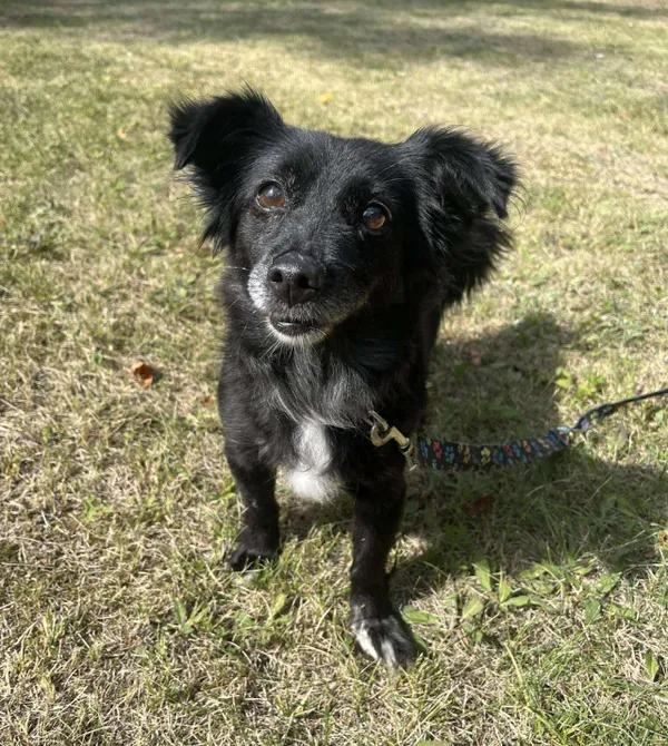 Pies do adopcji, Konin, 4 sierpnia 2025 (1/2)