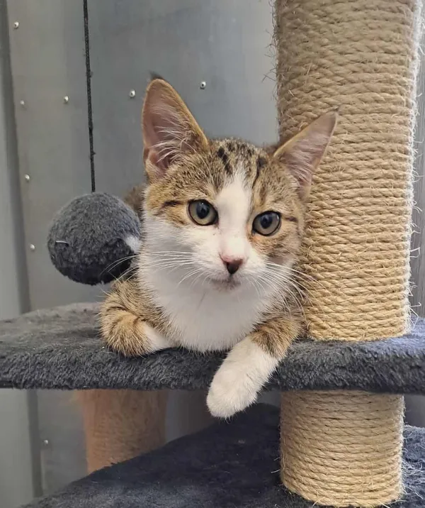 Kot do adopcji, Olsztyn, 15 września 2025 (1/2)