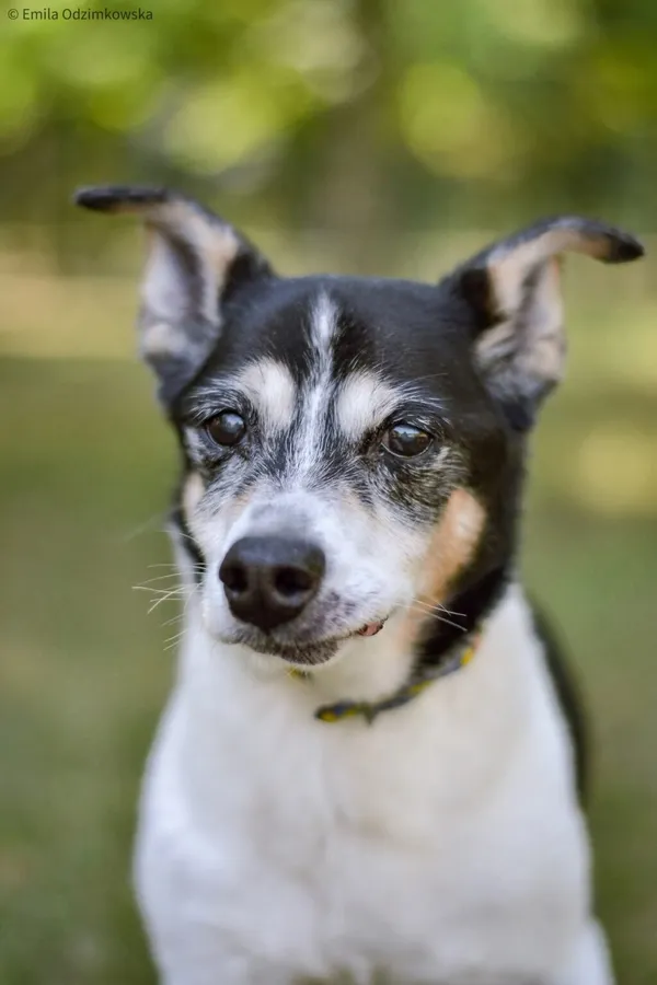 Pies do adopcji, Radom, 25 września 2025 (1/5)