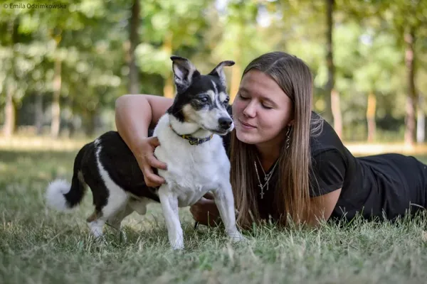 Pies do adopcji, Radom, 25 września 2025 (2/5)