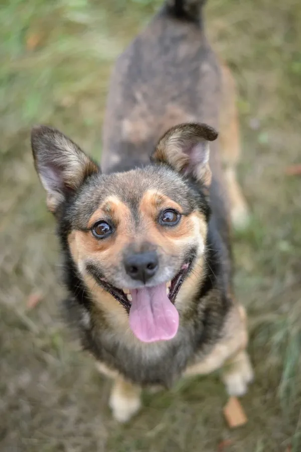 Pies do adopcji, Radom, 17 września 2025 (1/5)